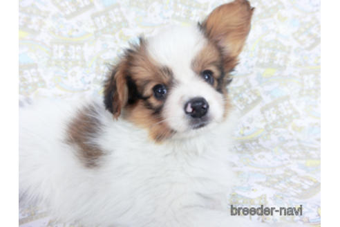 成約済の千葉県のパピヨン-162861の6枚目