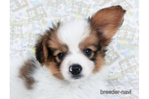 成約済の千葉県のパピヨン-162861の5枚目