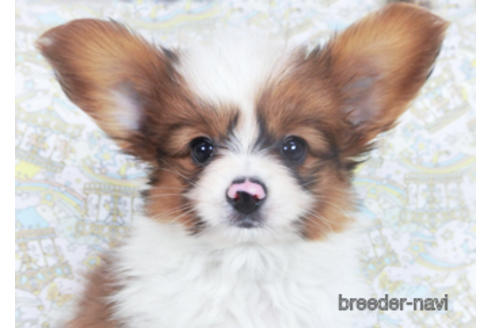 成約済の千葉県のパピヨン-162863の16枚目