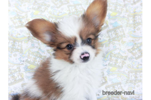 成約済の千葉県のパピヨン-162863の14枚目