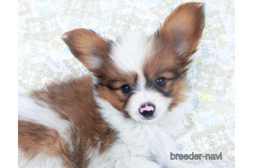 成約済の千葉県のパピヨン-162863の13枚目