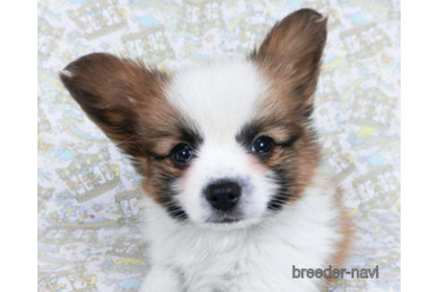 成約済の千葉県のパピヨン-162864の1枚目