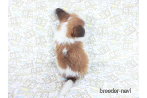 成約済の千葉県のパピヨン-162864の4枚目