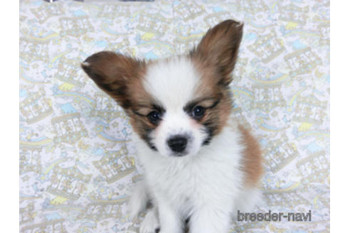 成約済の千葉県のパピヨン-162864の3枚目