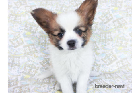 成約済の千葉県のパピヨン-162864の2枚目