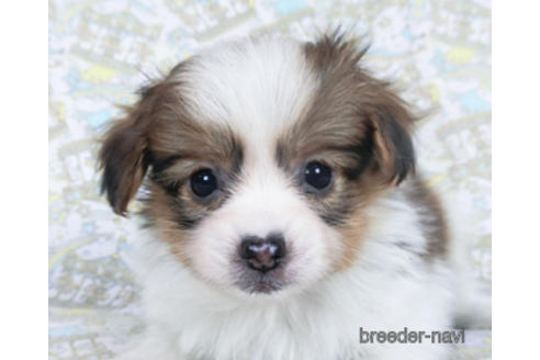 成約済の千葉県のパピヨン-164354の12枚目