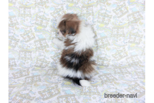 成約済の千葉県のパピヨン-164354の11枚目