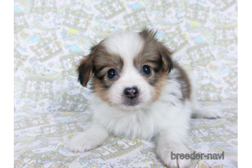 成約済の千葉県のパピヨン-164354の10枚目