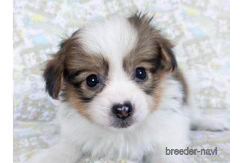 成約済の千葉県のパピヨン-164354の9枚目