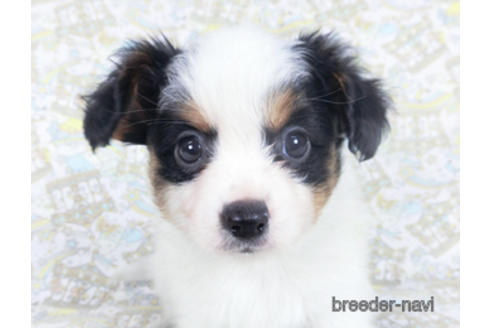 成約済の千葉県のパピヨン-164356