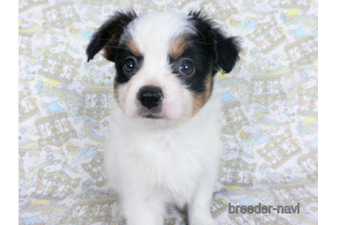 成約済の千葉県のパピヨン-164356の3枚目