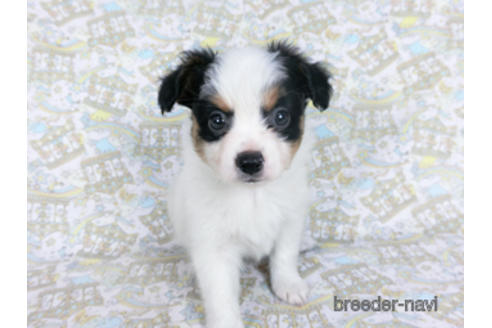 成約済の千葉県のパピヨン-164356の2枚目