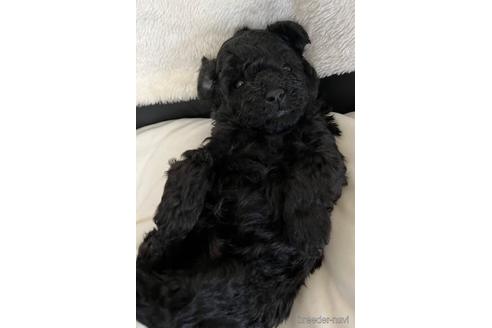 成約済の埼玉県のタイニープードル-162537の14枚目