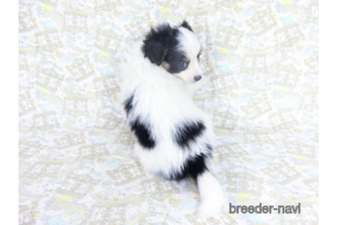 成約済の千葉県のパピヨン-164357の4枚目