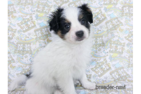 成約済の千葉県のパピヨン-164357の3枚目