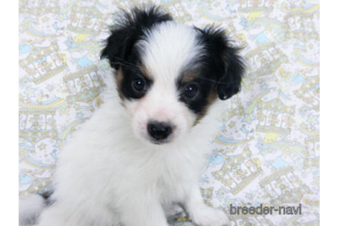 成約済の千葉県のパピヨン-164357の2枚目