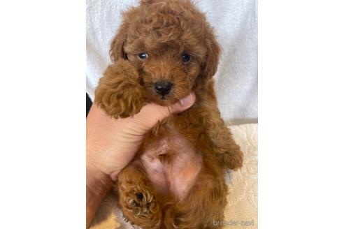 成約済の埼玉県のトイプードル-161797の2枚目