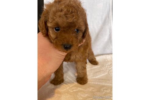 成約済の埼玉県のトイプードル-161797の1枚目