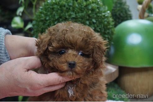 成約済の京都府のタイニープードル-160972