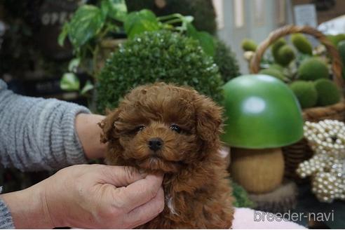 成約済の京都府のタイニープードル-160972の2枚目