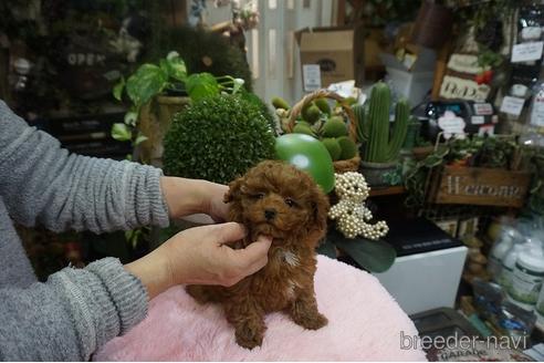 成約済の京都府のタイニープードル-160972の3枚目