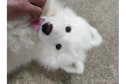 成約済の栃木県のサモエド-165776の1枚目