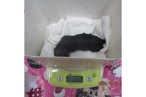 成約済の大阪府のティーカッププードル-165775の3枚目