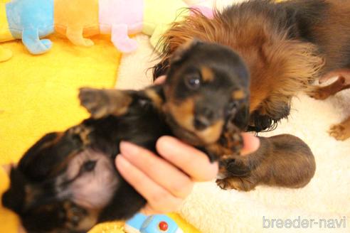 成約済の愛知県のカニンヘンダックスフンド(ロングヘアード)-163561の18枚目