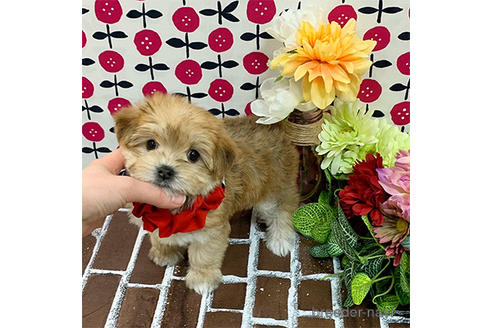 成約済の広島県のミックス犬-165375の4枚目