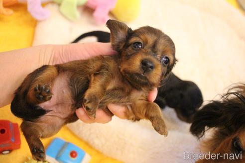 成約済の愛知県のカニンヘンダックスフンド(ロングヘアード)-163562の37枚目