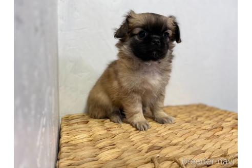 成約済の千葉県のミックス犬-165813の5枚目