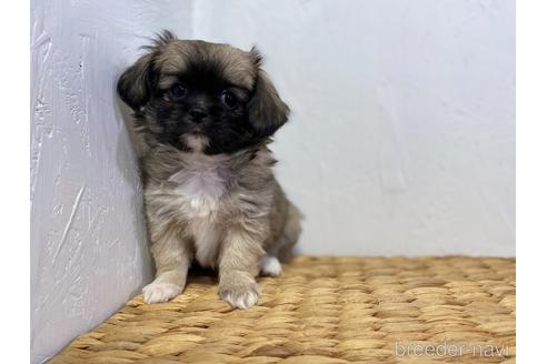成約済の千葉県のミックス犬-165814の3枚目