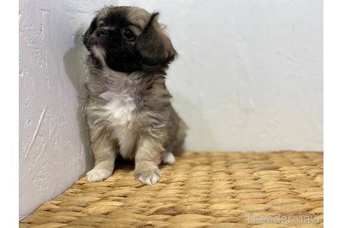 成約済の千葉県のミックス犬-165814の4枚目