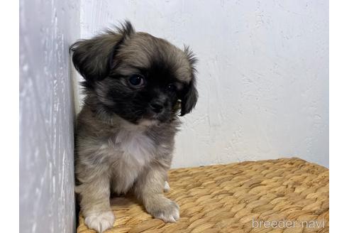 成約済の千葉県のミックス犬-165814の5枚目