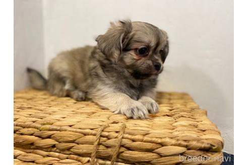 成約済の千葉県のミックス犬-165815の5枚目