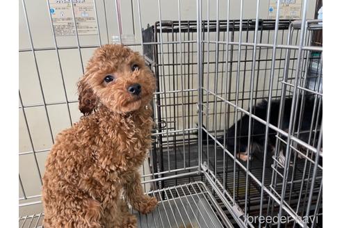 成約済の愛媛県のタイニープードル-165829の2枚目