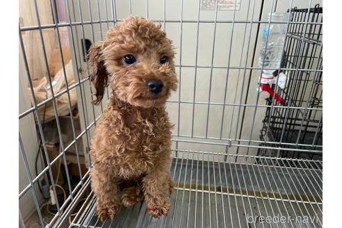 成約済の愛媛県のタイニープードル-165829の1枚目