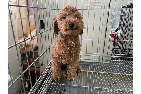 成約済の愛媛県のタイニープードル-165829の3枚目