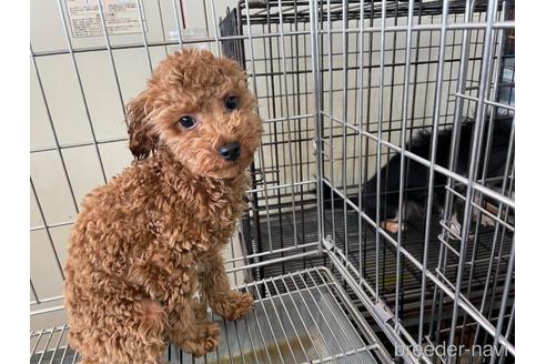 成約済の愛媛県のタイニープードル-165829の4枚目