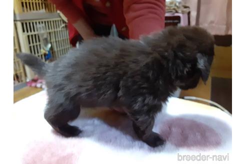 成約済の愛媛県のチワックス:チワワ×ミニチュアダックスフンド-165872の2枚目