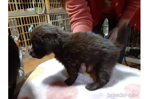 成約済の愛媛県のチワックス:チワワ×ミニチュアダックスフンド-165872の3枚目