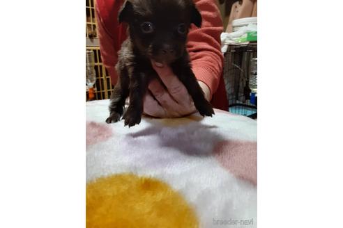 成約済の愛媛県のチワックス:チワワ×ミニチュアダックスフンド-165876の1枚目