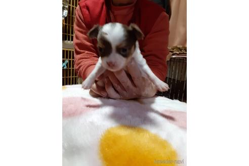 成約済の愛媛県のチワワ(ロングコート)-165878の1枚目