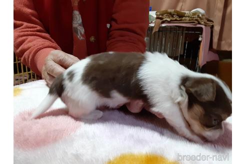 成約済の愛媛県のチワワ(ロングコート)-165878の3枚目