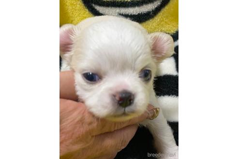 成約済の愛媛県のチワワ(ロングコート)-164890の11枚目