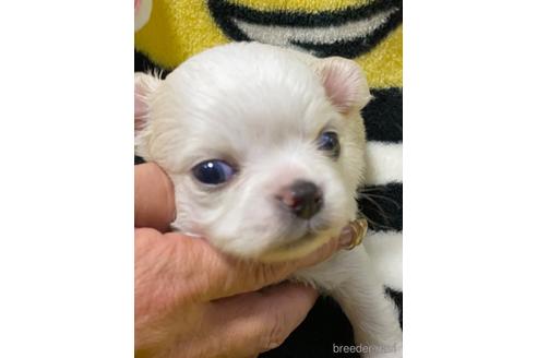 成約済の愛媛県のチワワ(ロングコート)-164890の12枚目