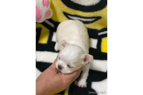 成約済の愛媛県のチワワ(ロングコート)-164890の8枚目