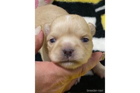 成約済の愛媛県のチワワ(ロングコート)-165905の7枚目