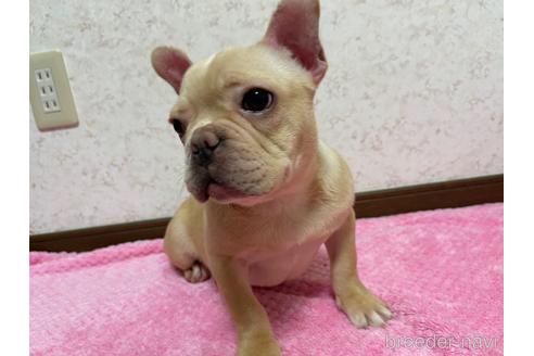 成約済の新潟県のフレンチブルドッグ-155025の3枚目