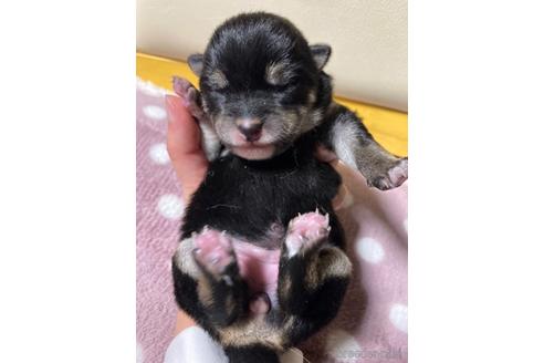成約済の広島県の柴犬-165908の4枚目